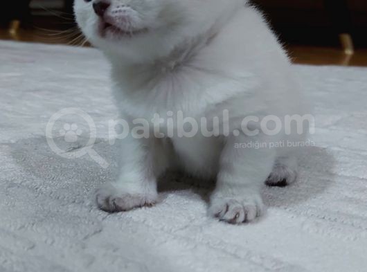 Dünya Güzelleri Scotish Fold görsel