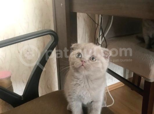 İhtiyaçtan Dolayı Sahiplendirilicek görsel