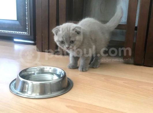 İhtiyaçtan Dolayı Sahiplendirilicek görsel