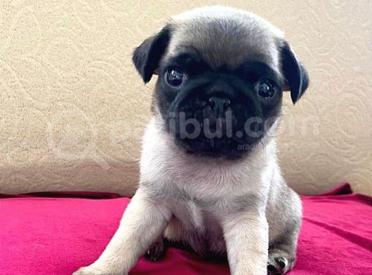 A Kalite Pug Mobs Bebeklerimiz görsel