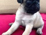 A Kalite Pug Mobs Bebeklerimiz