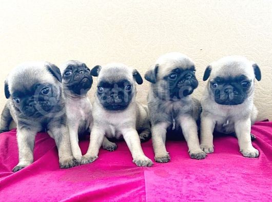 A Kalite Pug Mobs Bebeklerimiz görsel
