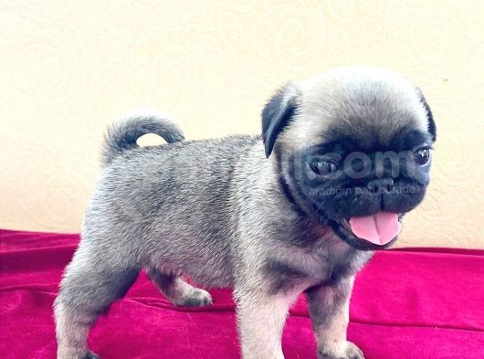 A Kalite Pug Mobs Bebeklerimiz görsel