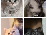 Oyuncu Yavrular Yeni̇ Sahi̇pleri̇ni̇ Bekli̇yor