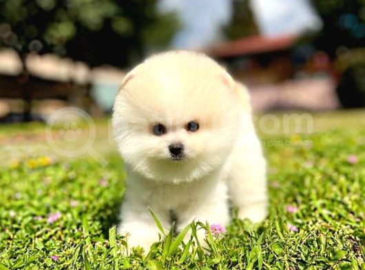 Ayı Surat Pomeranian Boo Yavrularımız görsel