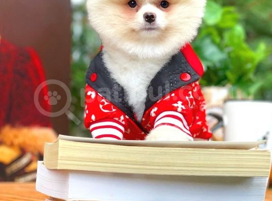 Aa Kalite Safkan  Pomeranian Oğlumuz görsel
