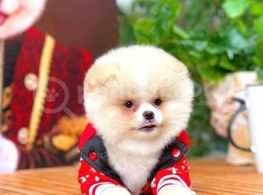 Aa Kalite Safkan  Pomeranian Oğlumuz