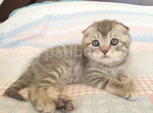 Whiskas Desenli Scotish Fold görsel