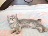Whiskas Desenli Scotish Fold