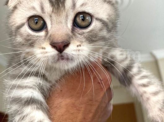 Whiskas Desenli Scotish Fold görsel
