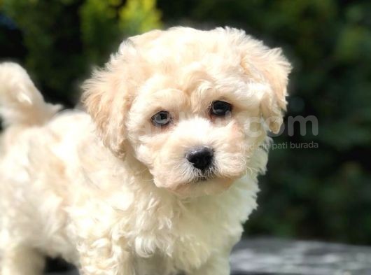 Anne Baba Secereli Maltipoo Yavrumuz görsel