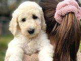 Irk Ve Saglik Garantili Standart Boy Dişi Poodle Yavrumuz