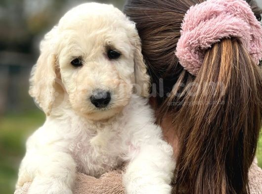 Irk Ve Saglik Garantili Standart Boy Dişi Poodle Yavrumuz görsel