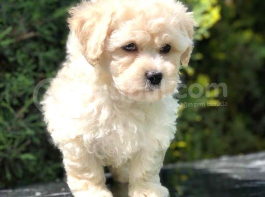 Anne Baba Secereli Maltipoo Yavrumuz görsel