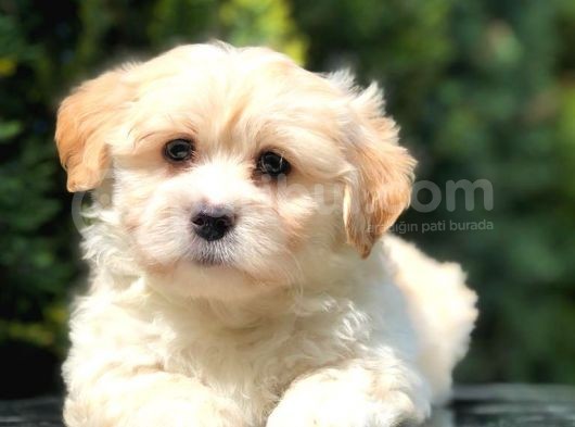 Apricot Renk F2 Maltipoo Yavrumuz