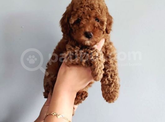 3 Aylık 1 Kg Redbrown Toypoodle Dişi görsel