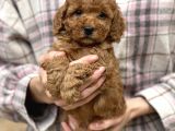 Show Kalite Toy Poodle Bebekler