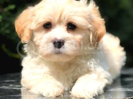Apricot Renk F2 Maltipoo Yavrumuz görsel