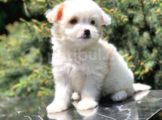 Xs Wc Eğitimli Maltipoo Yavrumuz görsel