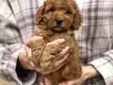 Show Kalite Toy Poodle Bebekler