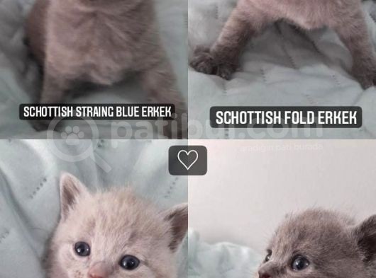 Acil Uyguna Rezerve Schottish Straingt Ve Schottish Fold Yavrular görsel