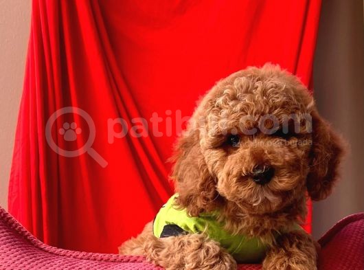 Safkan Toy Poodle Yavrular görsel