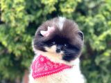 Safkan Teddy Bear Pomeranian Yavrularımız