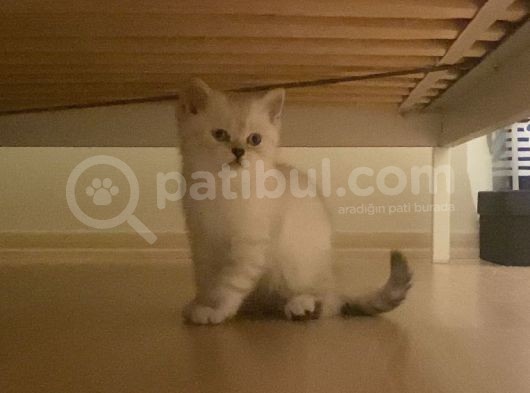 Brithıs Longhair Ny11 görsel