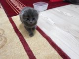 Scotish Fold Tabby Ve British Shorthair Karışık Yavrular 3 Dişi 3 Erkek