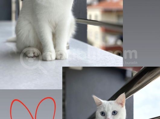 British Shorthair görsel