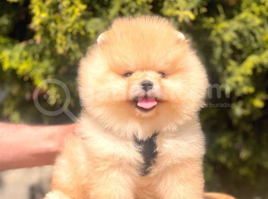 Safkan Teddy Bear Pomeranian Yavrularımız