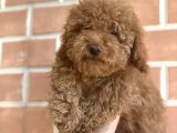 Erkek Red Toy Poodle