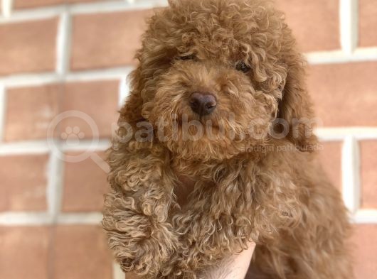Erkek Red Toy Poodle görsel
