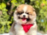 Safkan Teddy Bear Pomeranian Yavrularımız