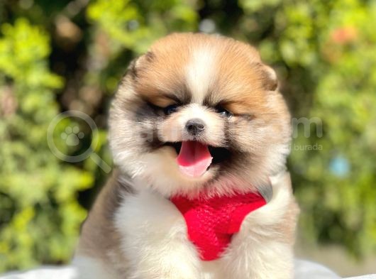 Safkan Teddy Bear Pomeranian Yavrularımız görsel