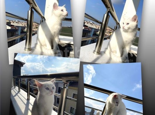 British Shorthair görsel