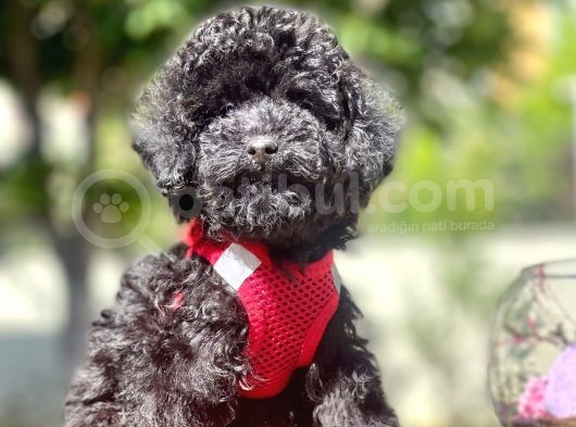 Safkan Toy Poodle Yavrular görsel