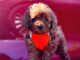Safkan Toy Poodle Yavrular