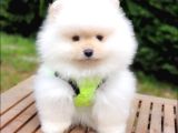Pomeranian Boo Teddy Bear Yavrular