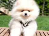 Pomeranian Boo Teddy Bear Yavrular