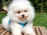 Pomeranian Boo Teddy Bear Yavrular
