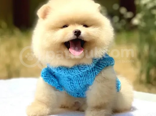 Tüm Renk Pomeranian Boo Yavrumuz Mevcuttur görsel