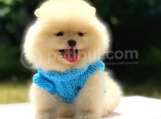 Tüm Renk Pomeranian Boo Yavrumuz Mevcuttur görsel