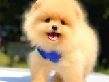 Tüm Renk Pomeranian Boo Yavrumuz Mevcuttur
