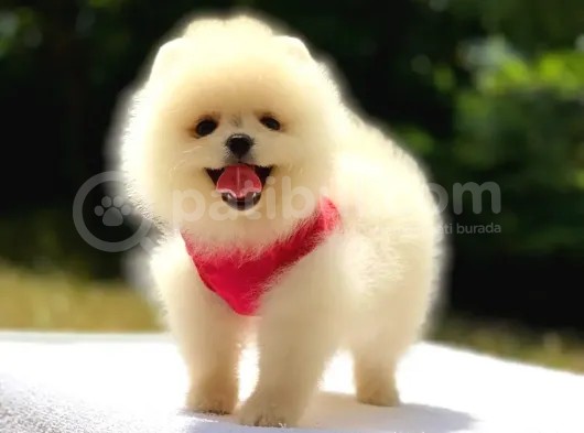 Tüm Renk Pomeranian Boo Yavrumuz Mevcuttur görsel