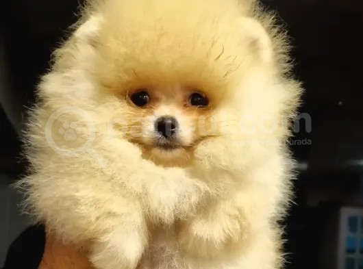 Tüm Renk Pomeranian Boo Yavrumuz Mevcuttur görsel