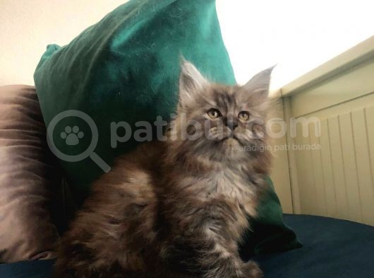Erkek Maine Coon Anne Ve Baba Secereli görsel