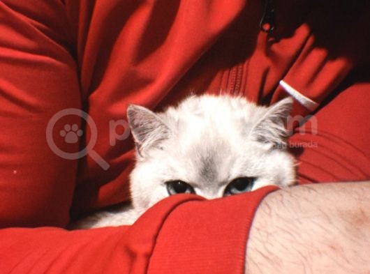 British Shorthair Blue Point görsel