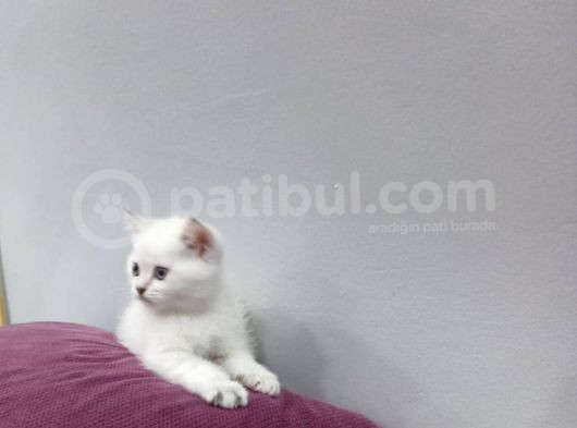 Sevimli Beyaz Gri Yavrular görsel