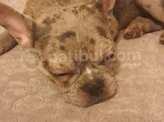 Blue Tan Taşıyıcılı Micro Kızımız görsel